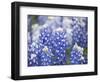 Close Up of Group of Texas Bluebonnets, Texas, USA-Julie Eggers-Framed Photographic Print