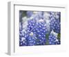 Close Up of Group of Texas Bluebonnets, Texas, USA-Julie Eggers-Framed Photographic Print