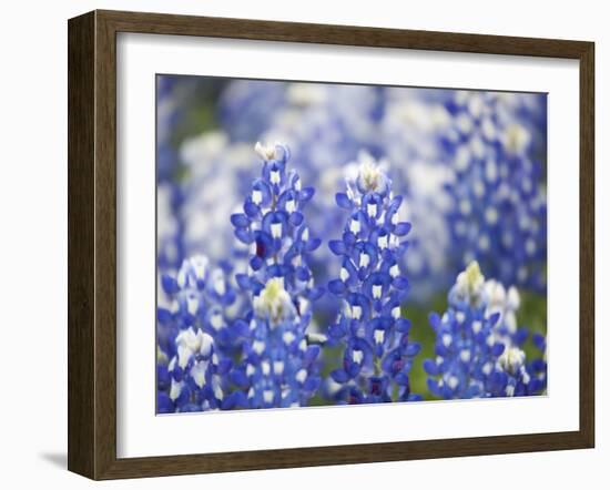 Close Up of Group of Texas Bluebonnets, Texas, USA-Julie Eggers-Framed Photographic Print