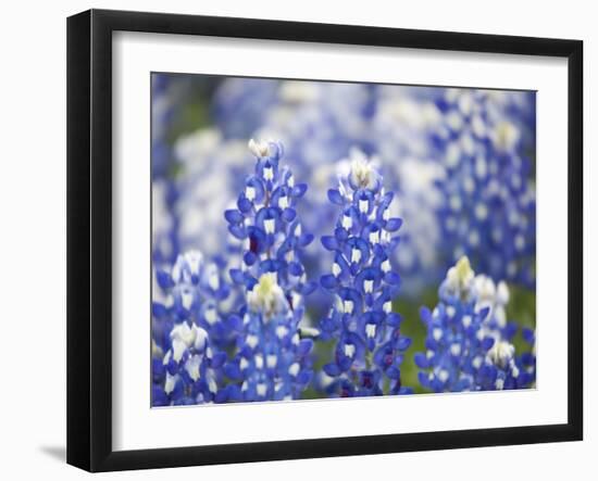 Close Up of Group of Texas Bluebonnets, Texas, USA-Julie Eggers-Framed Photographic Print