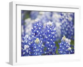 Close Up of Group of Texas Bluebonnets, Texas, USA-Julie Eggers-Framed Photographic Print