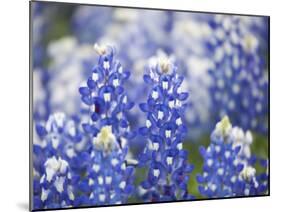 Close Up of Group of Texas Bluebonnets, Texas, USA-Julie Eggers-Mounted Photographic Print