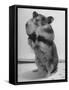 Close Up of Hamster Standing on Its Hind Legs at Chicago University-Wallace Kirkland-Framed Stretched Canvas