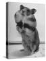 Close Up of Hamster Standing on Its Hind Legs at Chicago University-Wallace Kirkland-Stretched Canvas
