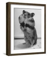 Close Up of Hamster Standing on Its Hind Legs at Chicago University-Wallace Kirkland-Framed Photographic Print