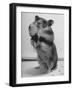 Close Up of Hamster Standing on Its Hind Legs at Chicago University-Wallace Kirkland-Framed Photographic Print