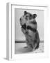 Close Up of Hamster Standing on Its Hind Legs at Chicago University-Wallace Kirkland-Framed Photographic Print