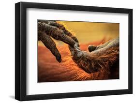 Close up of hands of a Bornean Orangutan, Borneo-Uri Golman-Framed Photographic Print