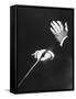Close Up of Hands of Young Conductor Lorin Maazel-Nina Leen-Framed Stretched Canvas