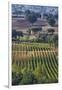 Close Up of Harvest Time Vineyards-Terry Eggers-Framed Photographic Print
