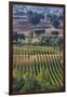 Close Up of Harvest Time Vineyards-Terry Eggers-Framed Photographic Print