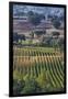 Close Up of Harvest Time Vineyards-Terry Eggers-Framed Photographic Print