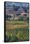 Close Up of Harvest Time Vineyards-Terry Eggers-Framed Stretched Canvas