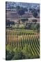 Close Up of Harvest Time Vineyards-Terry Eggers-Stretched Canvas