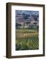 Close Up of Harvest Time Vineyards-Terry Eggers-Framed Photographic Print