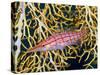 Close-Up of Hawkfish Amid Sea Fan, Raja Ampat, Indonesia-Jones-Shimlock-Stretched Canvas