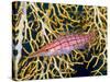 Close-Up of Hawkfish Amid Sea Fan, Raja Ampat, Indonesia-Jones-Shimlock-Stretched Canvas