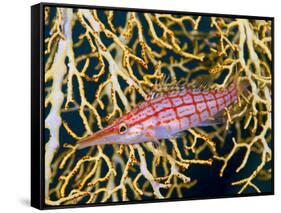 Close-Up of Hawkfish Amid Sea Fan, Raja Ampat, Indonesia-Jones-Shimlock-Framed Stretched Canvas