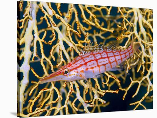 Close-Up of Hawkfish Amid Sea Fan, Raja Ampat, Indonesia-Jones-Shimlock-Stretched Canvas