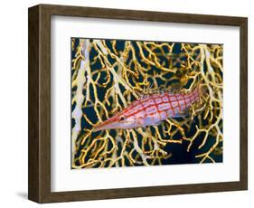 Close-Up of Hawkfish Amid Sea Fan, Raja Ampat, Indonesia-Jones-Shimlock-Framed Photographic Print