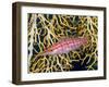 Close-Up of Hawkfish Amid Sea Fan, Raja Ampat, Indonesia-Jones-Shimlock-Framed Photographic Print