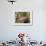 Close-Up of Hawkfish Amid Sea Fan, Raja Ampat, Indonesia-Jones-Shimlock-Framed Photographic Print displayed on a wall