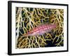 Close-Up of Hawkfish Amid Sea Fan, Raja Ampat, Indonesia-Jones-Shimlock-Framed Photographic Print