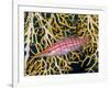 Close-Up of Hawkfish Amid Sea Fan, Raja Ampat, Indonesia-Jones-Shimlock-Framed Photographic Print