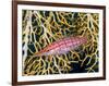 Close-Up of Hawkfish Amid Sea Fan, Raja Ampat, Indonesia-Jones-Shimlock-Framed Photographic Print