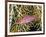 Close-Up of Hawkfish Amid Sea Fan, Raja Ampat, Indonesia-Jones-Shimlock-Framed Photographic Print