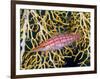 Close-Up of Hawkfish Amid Sea Fan, Raja Ampat, Indonesia-Jones-Shimlock-Framed Photographic Print