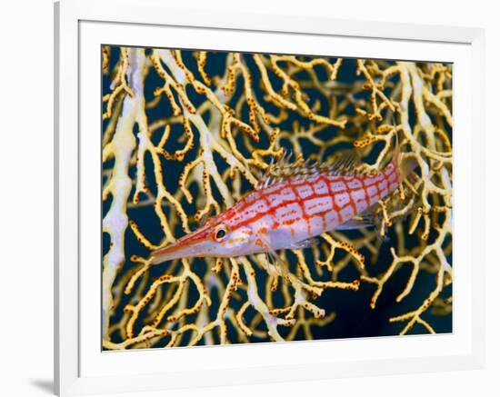 Close-Up of Hawkfish Amid Sea Fan, Raja Ampat, Indonesia-Jones-Shimlock-Framed Photographic Print