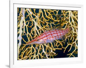 Close-Up of Hawkfish Amid Sea Fan, Raja Ampat, Indonesia-Jones-Shimlock-Framed Photographic Print