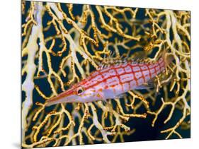 Close-Up of Hawkfish Amid Sea Fan, Raja Ampat, Indonesia-Jones-Shimlock-Mounted Photographic Print