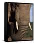 Close-Up of Head of an African Elephant, Addo National Park, South Africa, Africa-Ann & Steve Toon-Framed Stretched Canvas