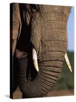 Close-Up of Head of an African Elephant, Addo National Park, South Africa, Africa-Ann & Steve Toon-Stretched Canvas