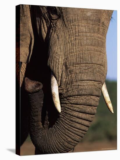 Close-Up of Head of an African Elephant, Addo National Park, South Africa, Africa-Ann & Steve Toon-Stretched Canvas