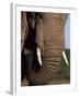 Close-Up of Head of an African Elephant, Addo National Park, South Africa, Africa-Ann & Steve Toon-Framed Photographic Print