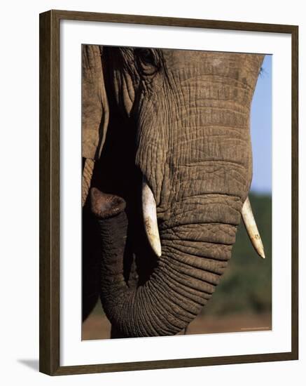 Close-Up of Head of an African Elephant, Addo National Park, South Africa, Africa-Ann & Steve Toon-Framed Photographic Print