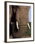 Close-Up of Head of an African Elephant, Addo National Park, South Africa, Africa-Ann & Steve Toon-Framed Photographic Print