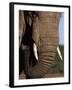 Close-Up of Head of an African Elephant, Addo National Park, South Africa, Africa-Ann & Steve Toon-Framed Photographic Print