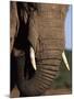 Close-Up of Head of an African Elephant, Addo National Park, South Africa, Africa-Ann & Steve Toon-Mounted Photographic Print