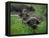 Close-Up of Head of Cape Buffalo, Kruger National Park, South Africa, Africa-Paul Allen-Framed Stretched Canvas