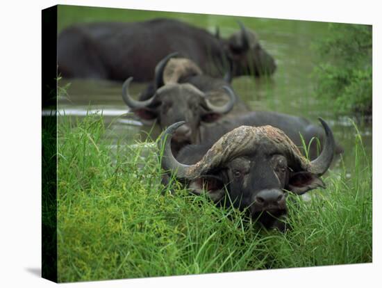 Close-Up of Head of Cape Buffalo, Kruger National Park, South Africa, Africa-Paul Allen-Stretched Canvas