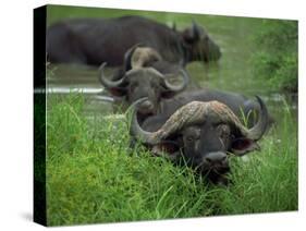 Close-Up of Head of Cape Buffalo, Kruger National Park, South Africa, Africa-Paul Allen-Stretched Canvas