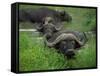 Close-Up of Head of Cape Buffalo, Kruger National Park, South Africa, Africa-Paul Allen-Framed Stretched Canvas