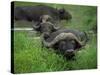 Close-Up of Head of Cape Buffalo, Kruger National Park, South Africa, Africa-Paul Allen-Stretched Canvas