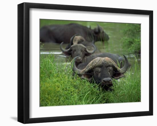 Close-Up of Head of Cape Buffalo, Kruger National Park, South Africa, Africa-Paul Allen-Framed Photographic Print