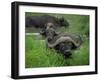 Close-Up of Head of Cape Buffalo, Kruger National Park, South Africa, Africa-Paul Allen-Framed Photographic Print