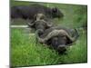 Close-Up of Head of Cape Buffalo, Kruger National Park, South Africa, Africa-Paul Allen-Mounted Photographic Print